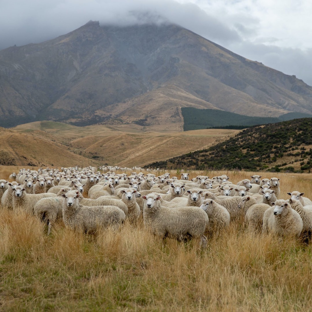 Sie sind die Lieferanten für die Wolle. 155037344_180548946936785_712957303007283091_n
